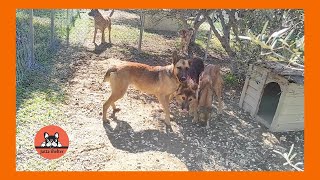 Rescued Malinois Dog Family Love Their New Home