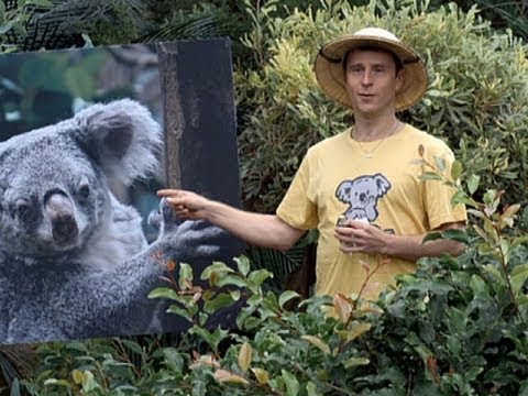 Trinken für Koalabären - Der kleine Mann