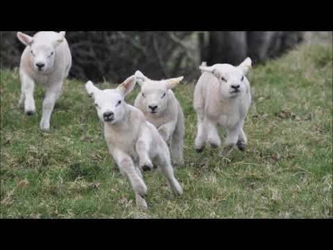 Sidney Torch (1908-1990) On a Spring Note