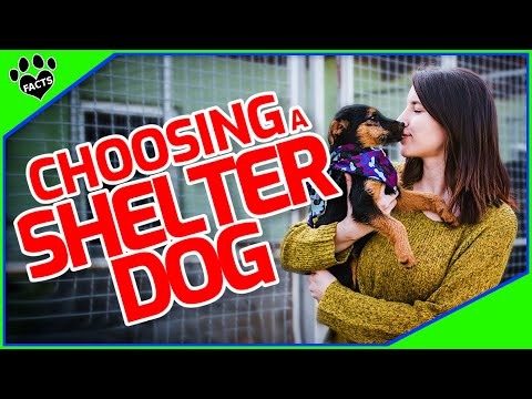 How To Choose A Shelter Dog