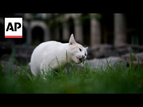 Palace cats in Mexico to get food and care forever in new declaration