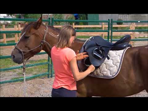 MUSTANG MAKEOVER 2018 Team Yvet (TAG 3173) - Update 4