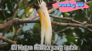 Download lagu lemon nipis_ cenderawasih manise mp3