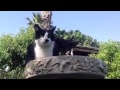 Tuxedo Cat On Bird Watch