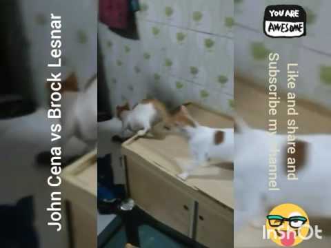 WWE Raw Full Match cat