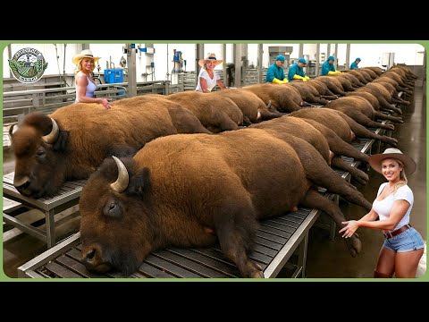 How Bisons Are Raised & Processed – Massive Bison Farming For Premium Meat