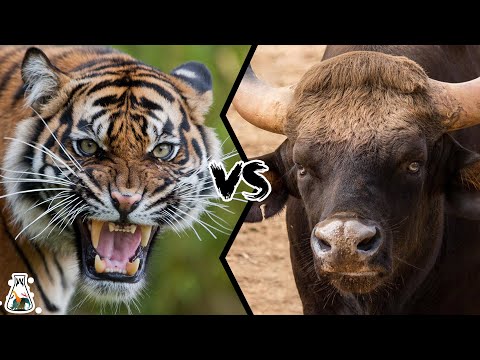 BENGAL TIGER VS INDIAN GAUR - Who Comes Out Victorious in a Fight?
