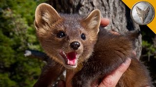 The Pine Marten is Nature's Most Adorable Assassin!