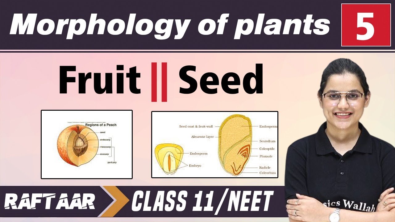 Morphology in Plants 05 | Fruit | Seed | Class 11/NEET || RAFTAAR