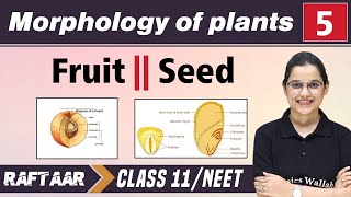 Morphology in Plants 05 | Fruit | Seed | Class 11/NEET || RAFTAAR