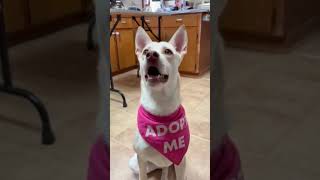 Video preview image #1 Siberian Husky-Unknown Mix Puppy For Sale in Raleigh, NC, USA