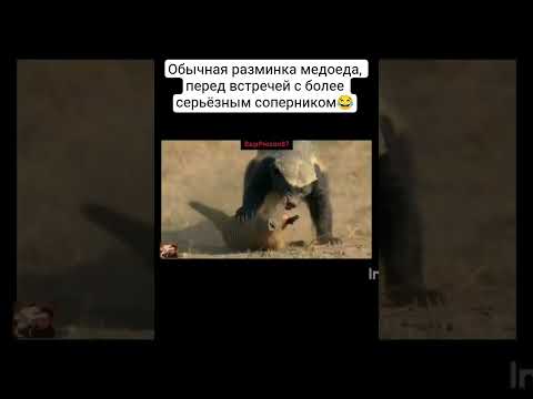 Неофициальный Царь зверей😎