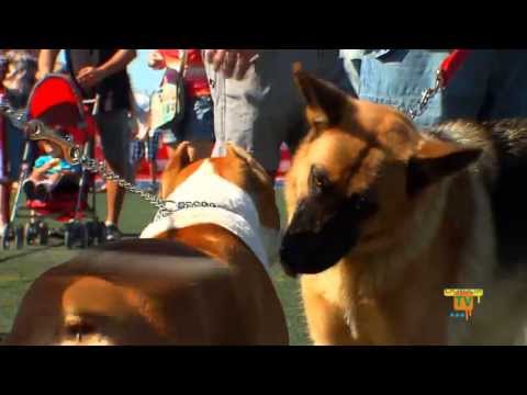15/09/13 – El IV concurso nacional canino de La Nucía congregó 2.000 personas y 300 perros