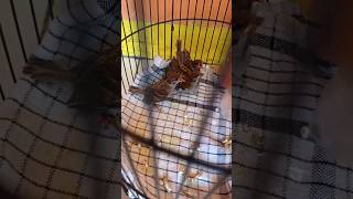 Download lagu Meloloh Anakan Burung Gereja!#shorts #yearofyou mp3