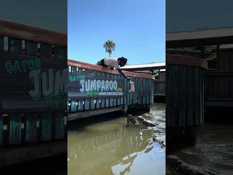 15 Foot Nile Crocodile JUMPING out of the Water!   #youtubeshorts #crocodile #shortsfeed #gatorland