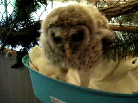 Barred Owlet Wakes up from Nap