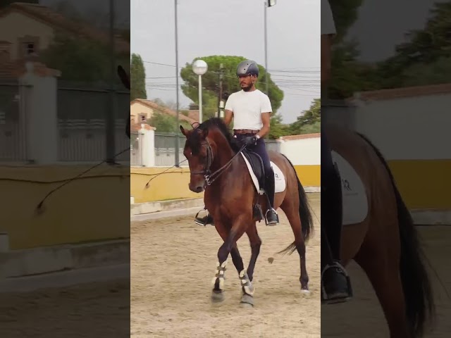 Caballo  Hispano-Arabe 50%
