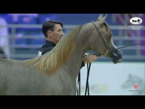 N 30 D NAJLAH   Sharjah International Arabian Horse Festival 2022   Yearling Fillies Section B Class