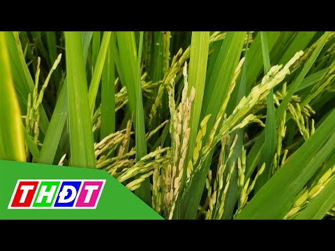 , title : 'Chăm sóc lúa giai đoạn đòng đến trổ chín | Syngenta Thông tin nông nghiệp - 30/1/2022 | THDT'