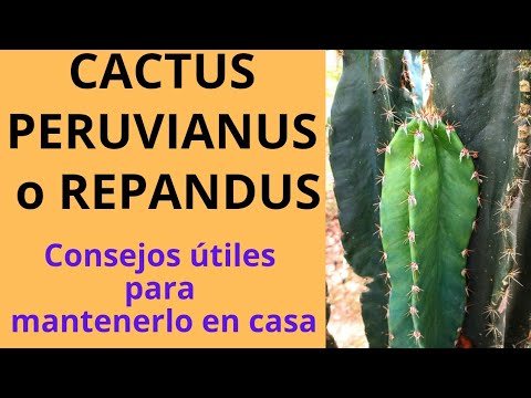 , title : 'CACTUS PERUVIANUS o REPANDUS'