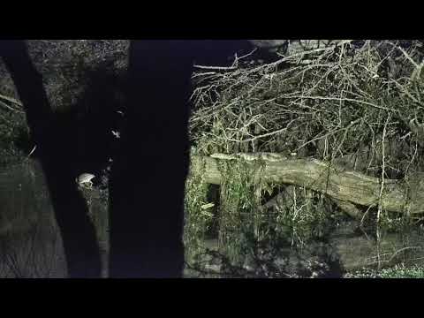 Djuma: Blacksmith Lapwing, Green-backed Heron and Monitor Lizard - 19:24 - 10/28/21