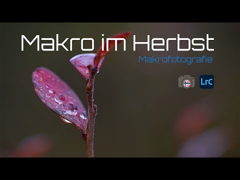 Makro im Herbst