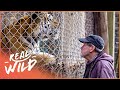 The Man With 200 Big Cats (Wildlife Documentary HD) | Predator Pets | Real Wild