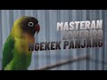 Masteran Lovebird Ngekek Panjang Jeda Rapat