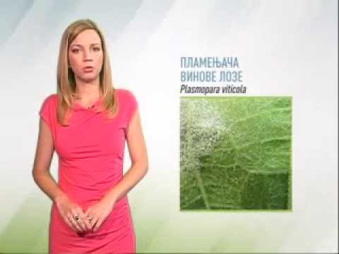 Zelena prognoza 10.7.2014. - Stanje u zasadima vinove loze