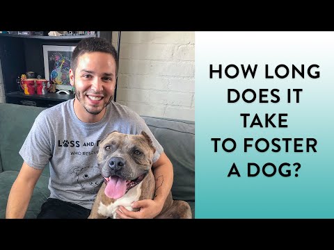 How Long Does it Take to Foster a Dog?
