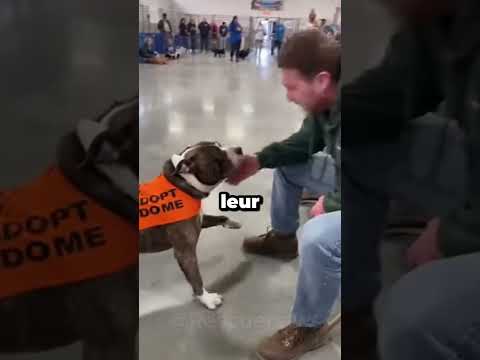 Ce sont les chiens qui choisissent leurs maîtres…🥹💕