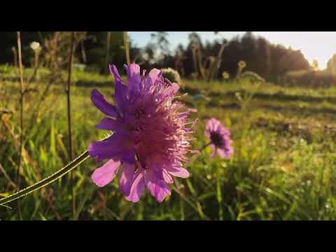 Wings of Light | music for your soul