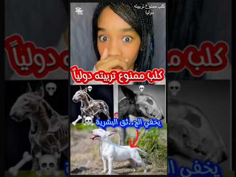 كلب ممنوع تربيته دوليا 🚫😳#كلاب #معلومات_مفيدة #nezhadgem #عالم_الحيوان