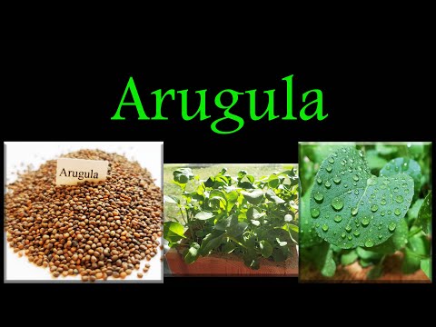 , title : 'How To Grow Arugula Indoors Any Time Of The Year'