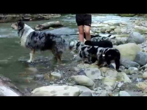 Aussie-Welpen-Schwimmstunde