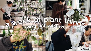keeping 100+ plants alive while having covid 🤒