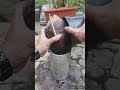 Cara Membuat Bonsai Kelapa Terbalik Manfaatkan Paralon Bekas Shorts Dapurseniibnusinachannel