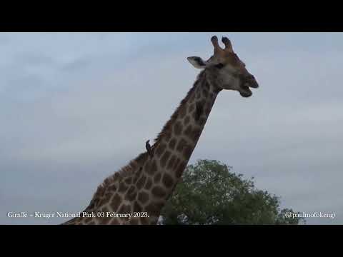 Kruger National Park 03 February 2023 - Giraffe
