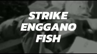 preview picture of video 'MANCING MANIA - STRIKE ENGGANO FISH'