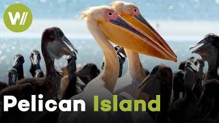 Pelican Island in Russia: Inside Europe's Rarest Great White Pelican Colony (Documentary, 2023)