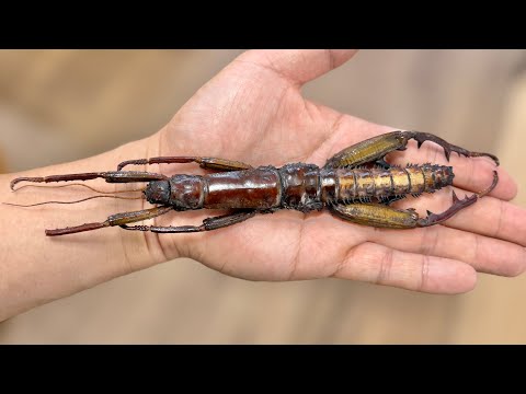 とんでもない虫を買ってしまった