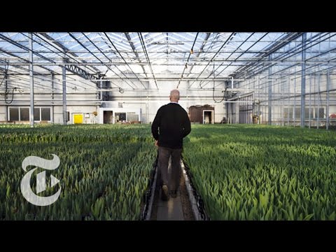 download lagu mp3 mp4 Aalsmeer Flower Auction, download lagu Aalsmeer Flower Auction gratis, unduh video klip Aalsmeer Flower Auction