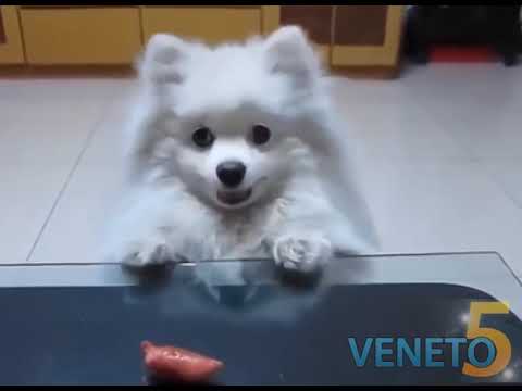 GATTINI E cretini parte 2