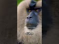Monkey Slaps Squirrels
