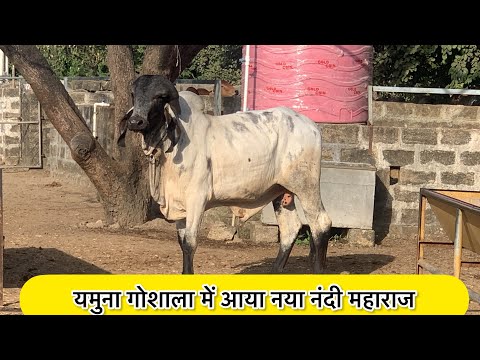 Yeamuna Gir gaushla ka naya nadi maharaj |karan bull