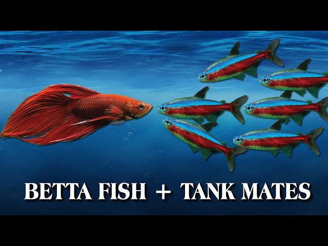 How To Introduce Your Betta Fish to Other Fish / Tank Mates
