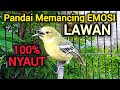 SIRTU GACOR PANDAI BIKIN EMOSI LAWAN SIRTU CIPOH GACOR NYAUT SEMUA
