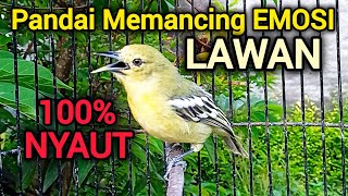 Download lagu SIRTU GACOR PANDAI BIKIN EMOSI LAWAN - SIRTU/CIPOH GACOR NYAUT SEMUA mp3