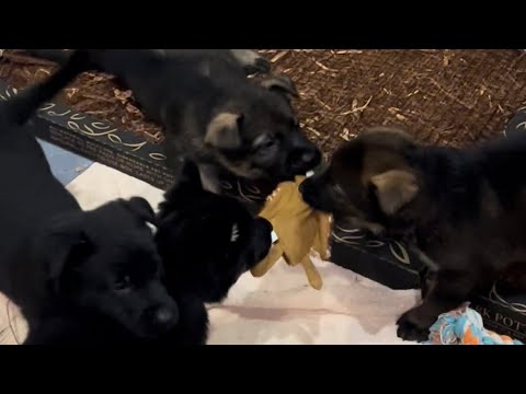 German Shepherd Puppies Fight “All vs All” for NEW Crinkle Toy!