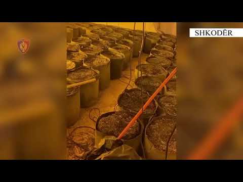 Banesën me qira e ktheu në shtëpi bari, arrestohet i riu në Shkodër, në pranga dhe punonjësi i OSHEE